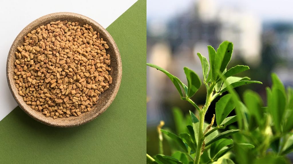 Fenugreek benefits for hair