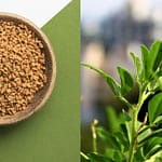 Fenugreek benefits for hair- 5 ways to use it Benefits of Fenugreek (Methi) for hair